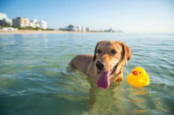 Miami Pet Insurance Reviews