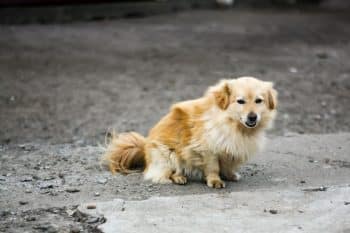 PetWireDaily — Why Does My Dog Drag His Butt On The Ground?