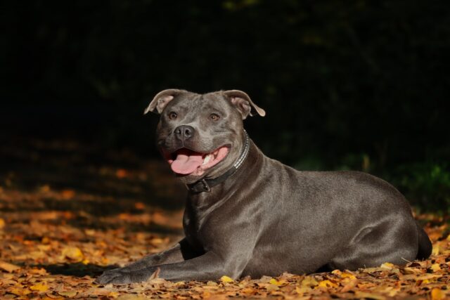 pet insurance plans for Staffordshire Bull Terrier
