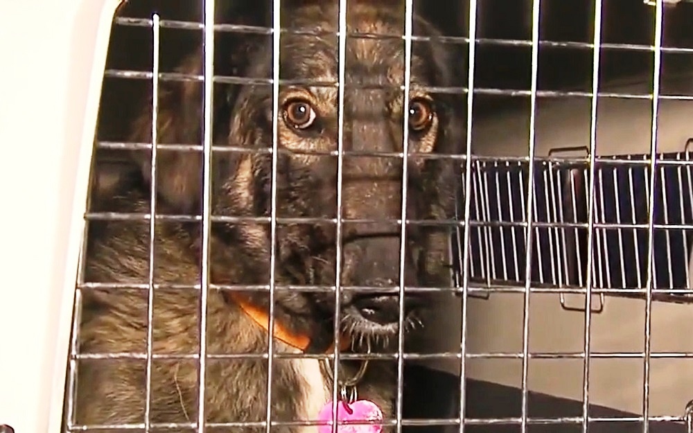Marine Awaits 3-Dogs He Rescued In Iraq, But The Dogs Looked 'Dazed' At The  Airport
