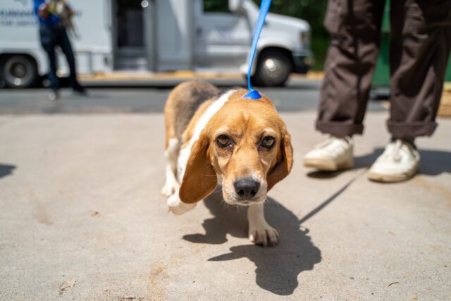 Beagle walking toward camera