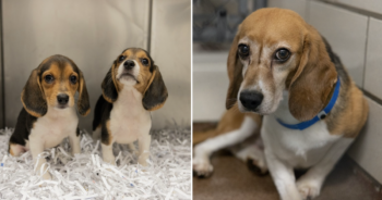 Beagles rescued from testing facility