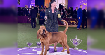 Bloodhound wins best in show