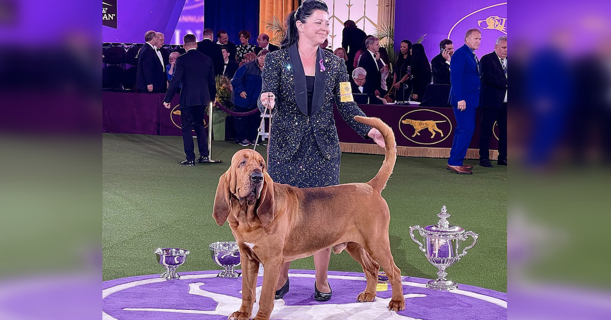 Trumpet First Bloodhound To Win Westminster Dog Show