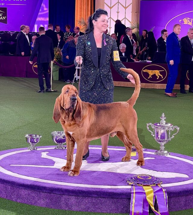 Bloodhound wins dog show