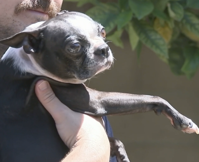 Boston Terrier saved from coyote