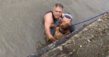 Boxer rescuing man and dog