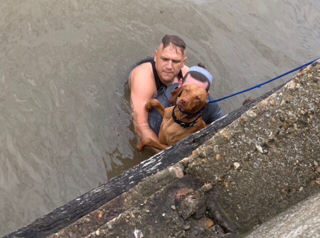 Boxer saving drowning dog