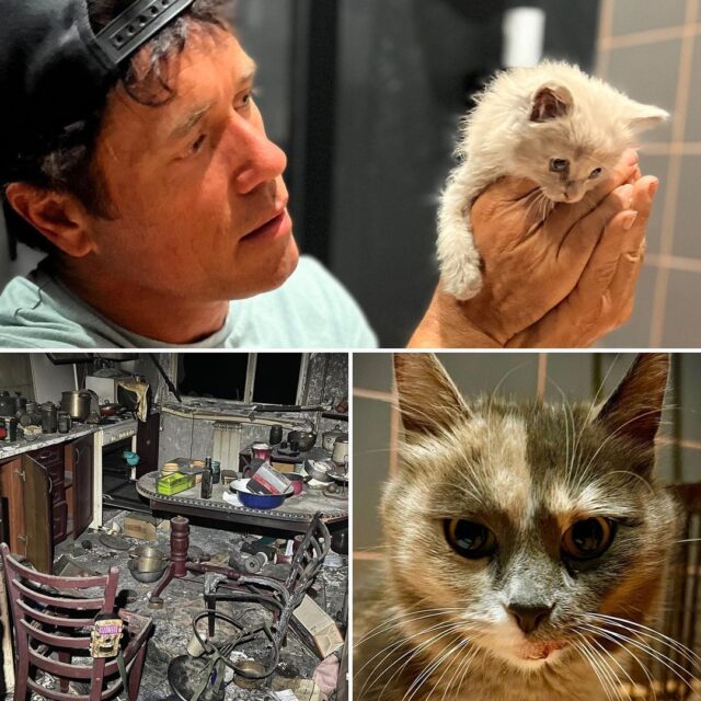 Cats saved from Ukraine rubble