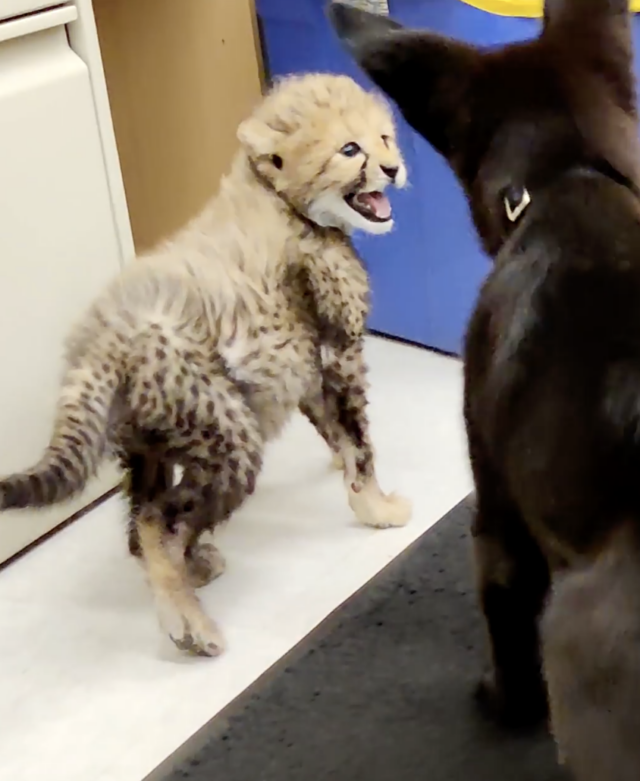 Cheetah nervous around puppy