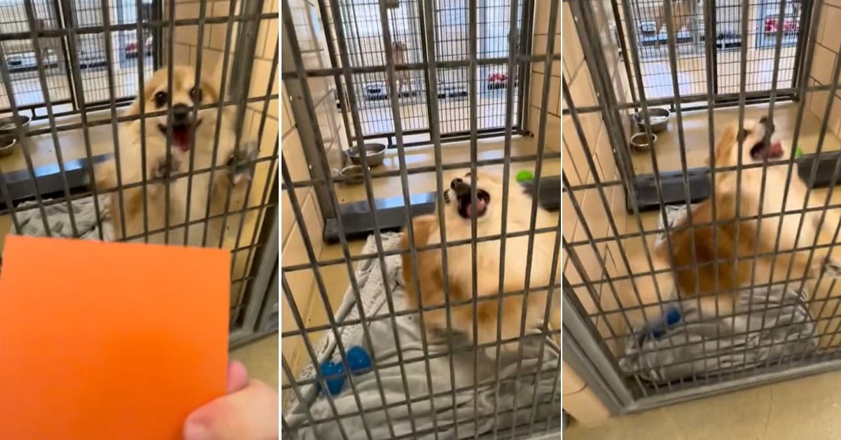 Adorable Shelter Pup Does A Happy Dance When Told She's Getting Adopted