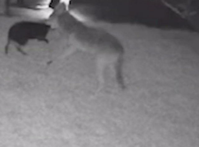 Coyote grabs Boston Terrier