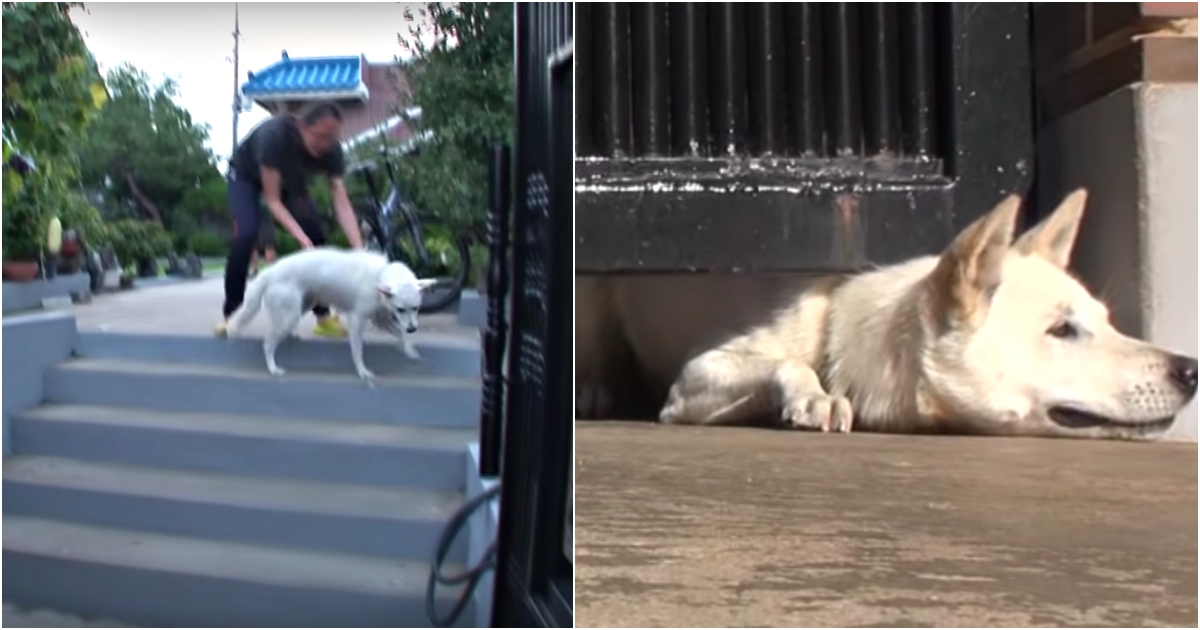 Unloved Dog Crawls Under Their Gate ‘Asking For A Home’, But Wife Won’t Give In