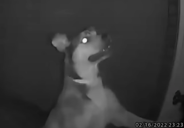 Dog doorbell security footage