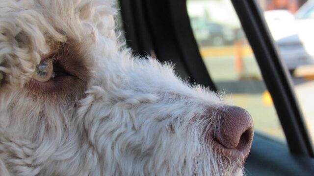Dog face looking out car window