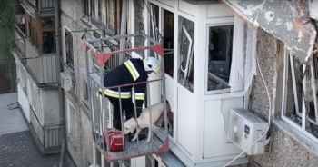 Dog in destroyed Ukraine apartment