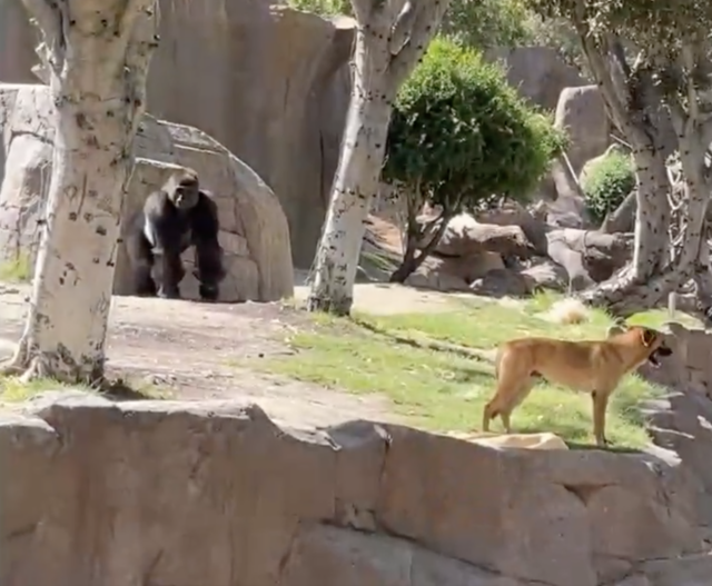 Dog in gorilla enclosure