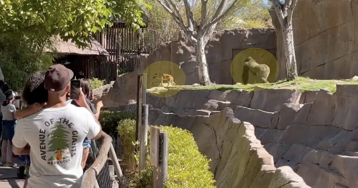 Dog in gorilla enclosure