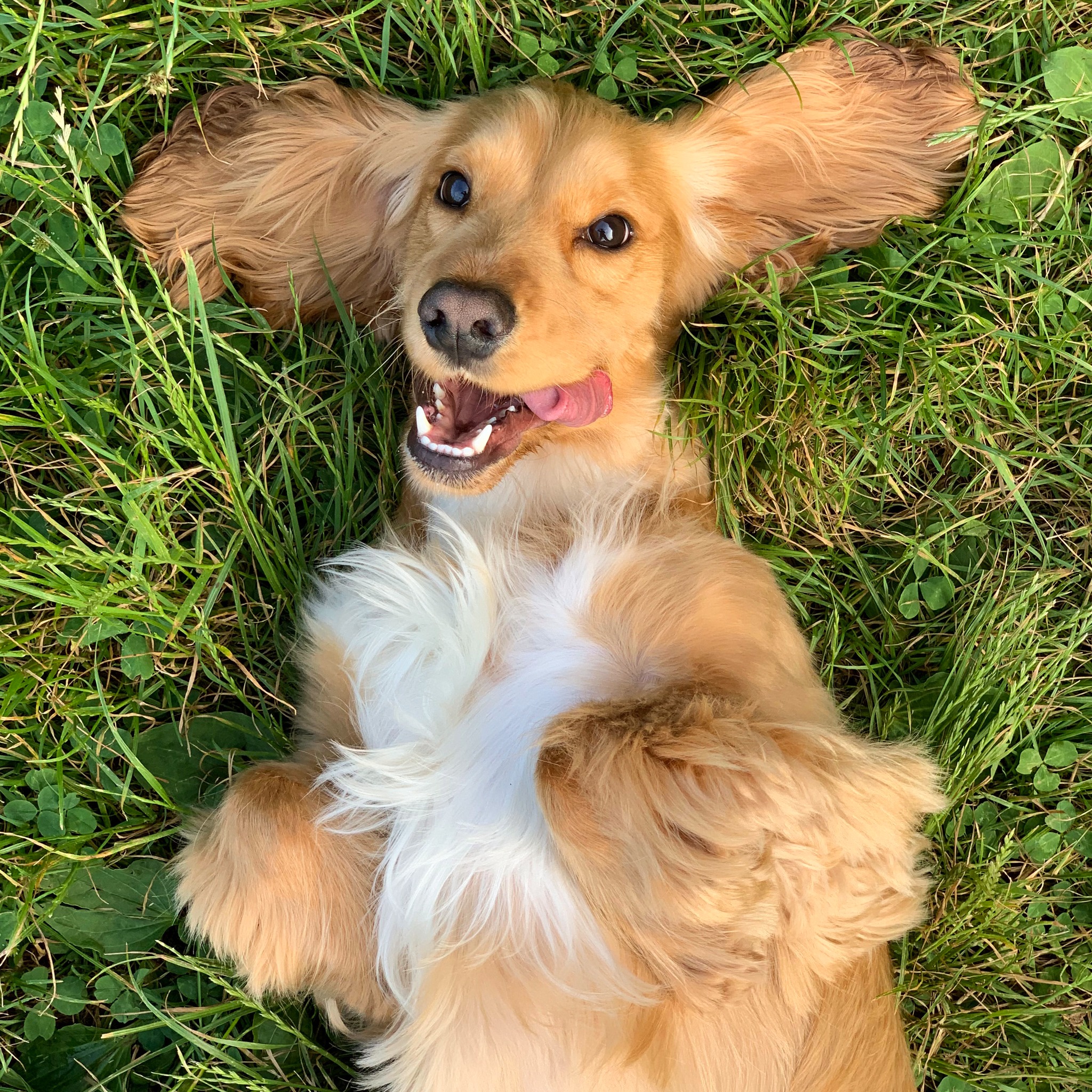 Dog rolling in grass