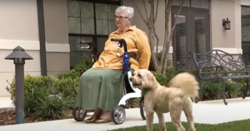 Dog saves elderly owner