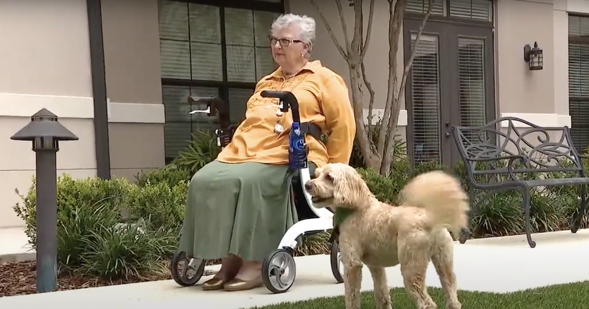 Dog saves elderly owner