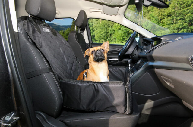 Dog sitting in car seat