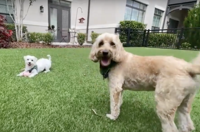 Dogs at senior living center