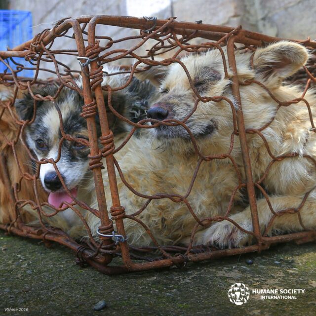 Dogs crammed in cage