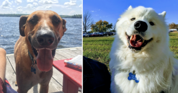 Dogs left in hot car