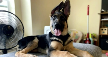 German Shepherd vet bills