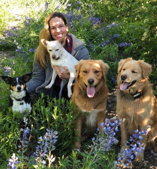 Hilary Swank with rescue dogs
