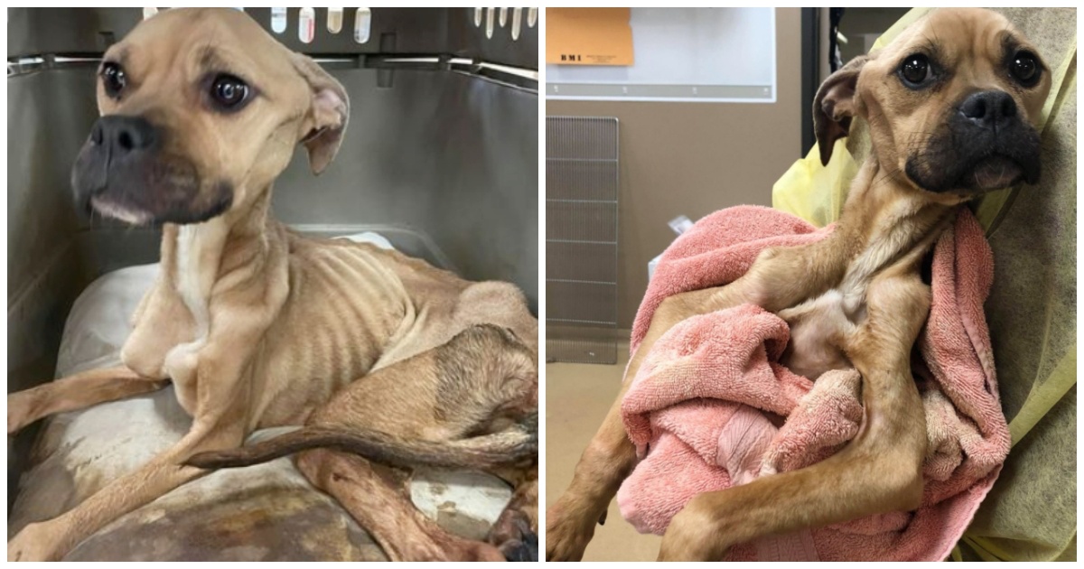 Dog Starved & Beaten Fights For Her Life, Keeps Kissing Her Veterinarians