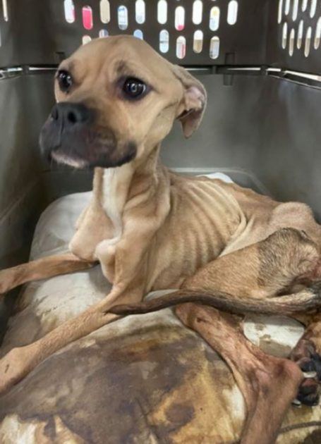 Con chó bị bỏ đói & đánh đập vì mạng sống của cô ấy, tiếp tục hôn bác sĩ thú y của cô ấy