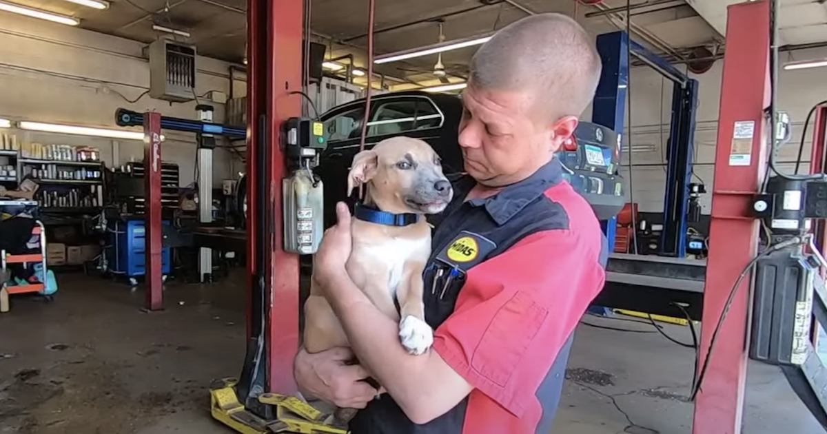 Mechanic saves puppy from dumpster