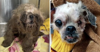 Neglected Shih Tzu thrown over fence