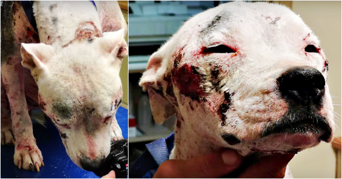No One Helped Her Because She’s A Pit Bull So She Roamed The Streets In 'Agony'