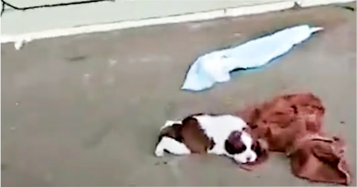 Wounded And Alone, Puppy Climbed Onto Abandoned Porch, 'Dreamt' Of His Angels