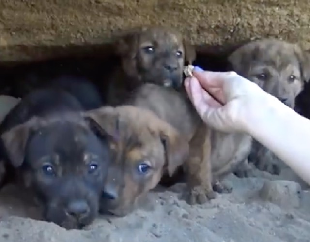 Puppies looking outside