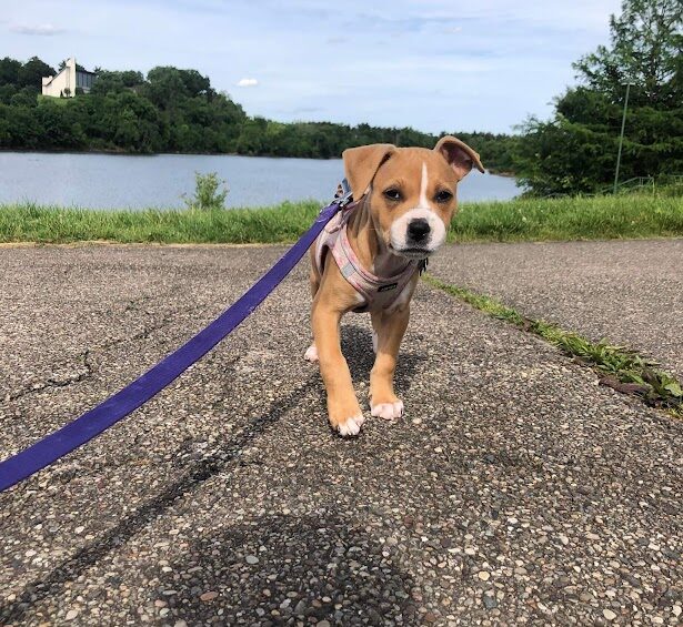 Rescue puppy going for walk