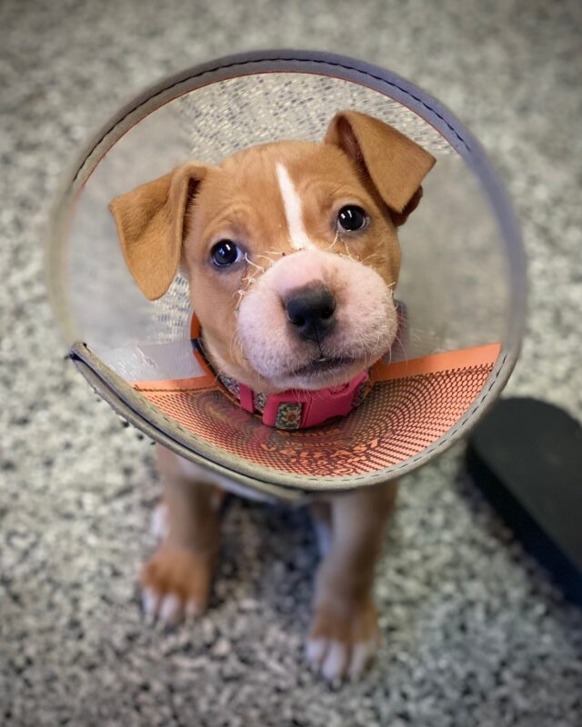 Rescued puppy after treatment