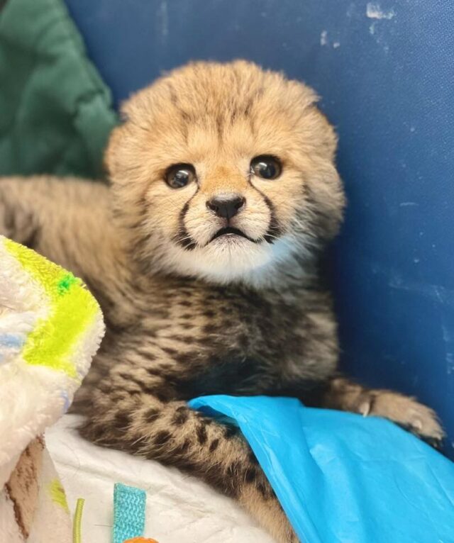 Rozi the cheetah cub