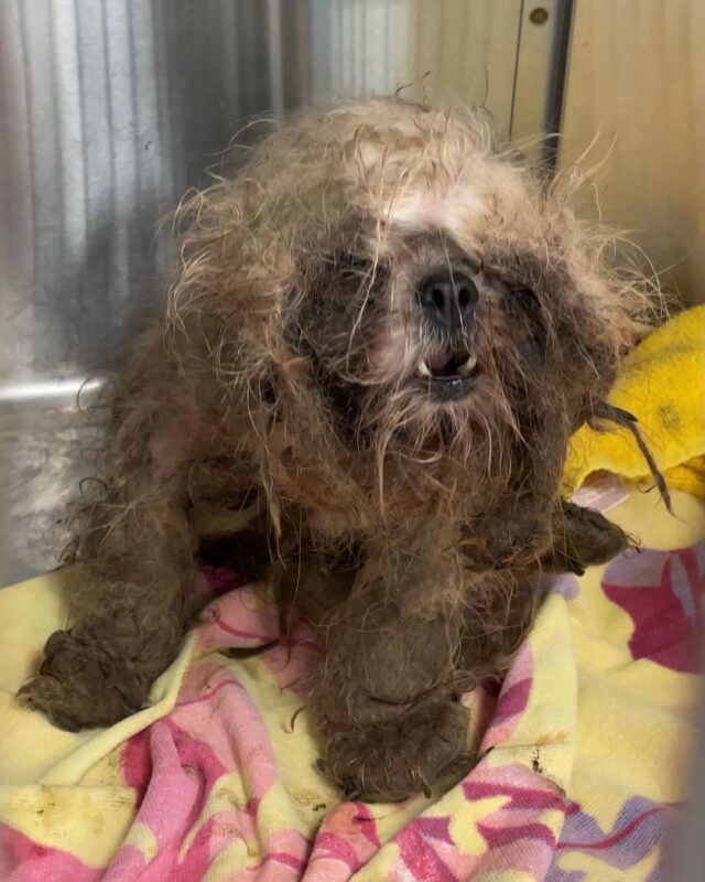 Severely neglected Shih Tzu