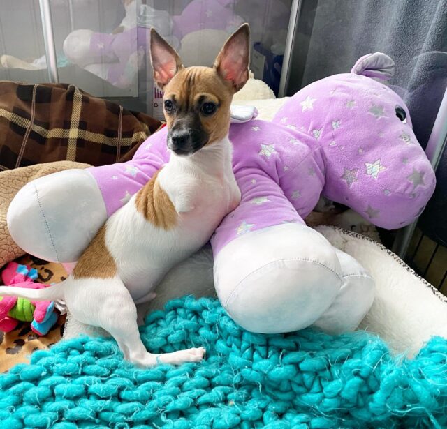 Two-legged dog with unicorn