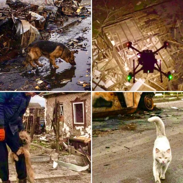 Ukraine pets rescued