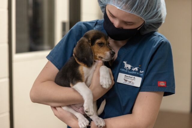 Veterinarian holding Beagle puppy