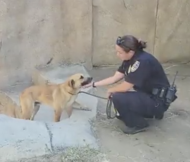 Woman saving dog from gorilla enclosure