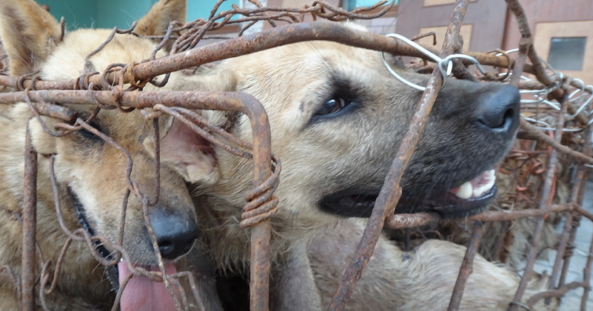 386 Dogs Saved Just Before The Horrific 2022 Yulin Meat Festival Dogs
