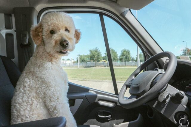 Dog In Driver Seat