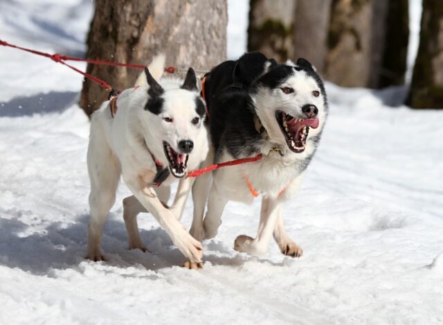 Sled Dog Race