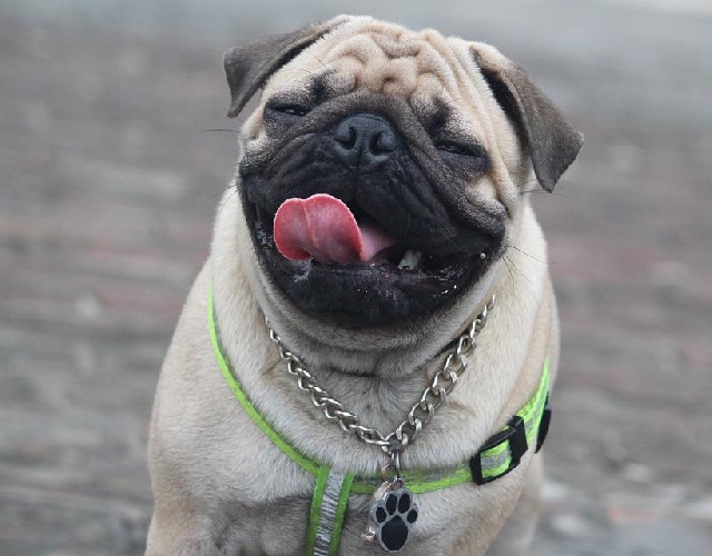 Happy Pug